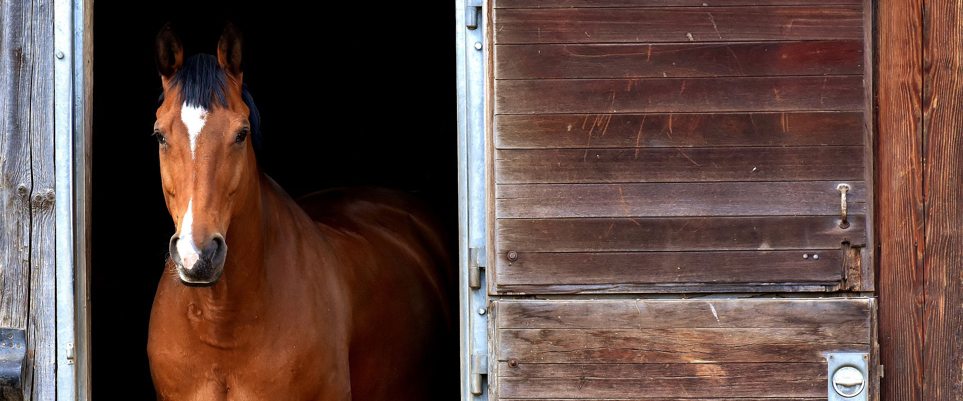 horse-2344193_1920(c)-alexa-auf-pixabay